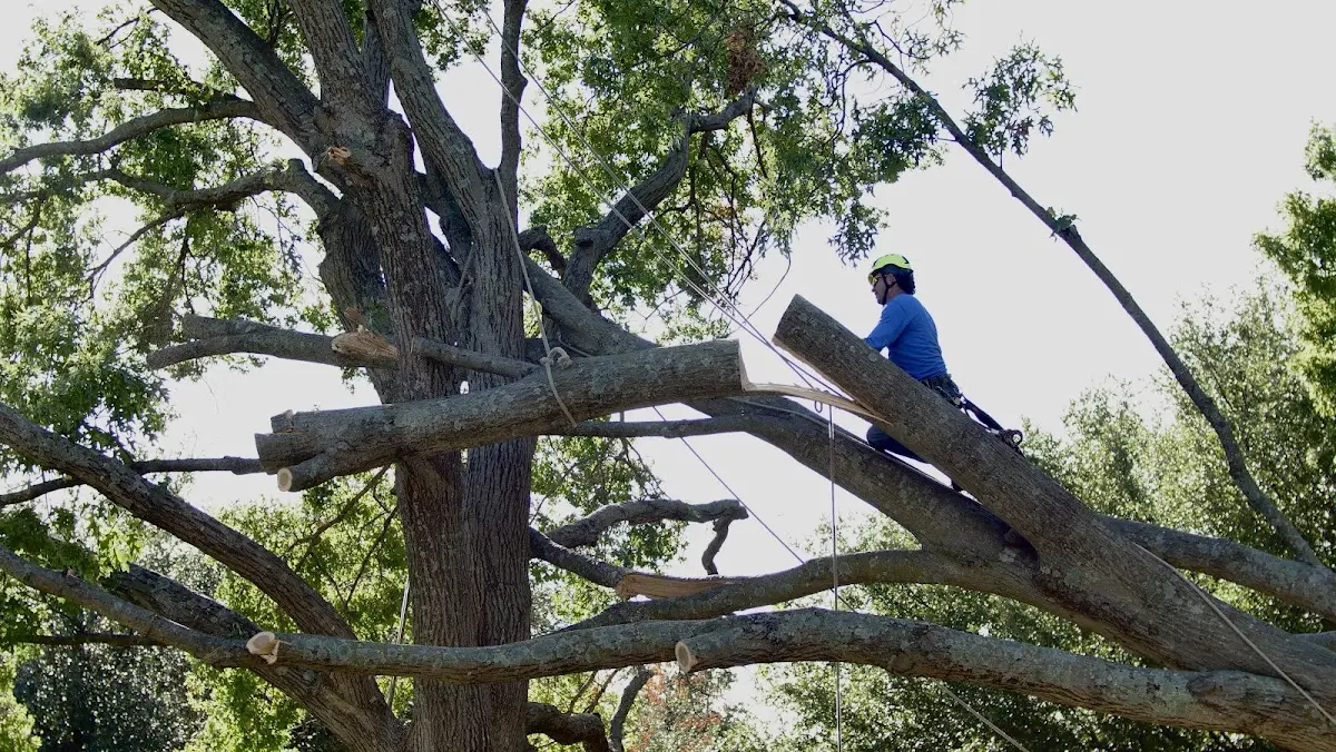 Professional Crown Thinning performed by certified arborists in Hardesty