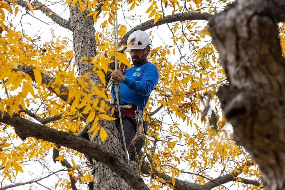 Skilled Tree Transplanting crew working in Hardesty